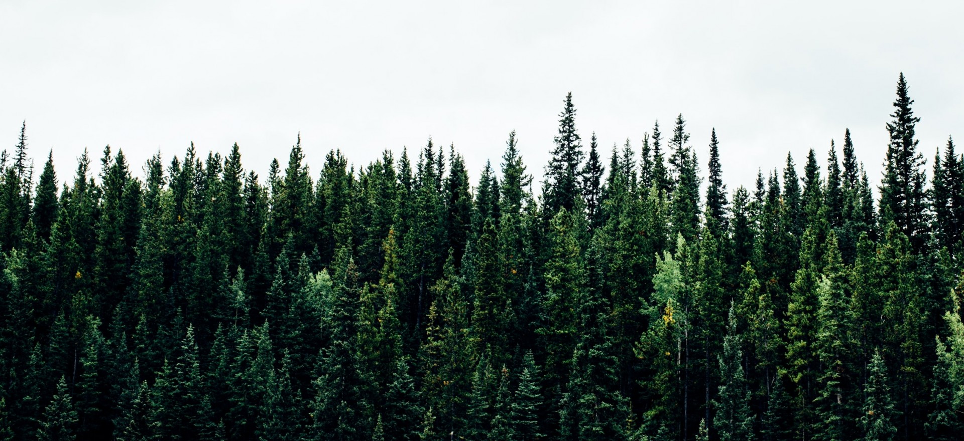 forest2 copy 1