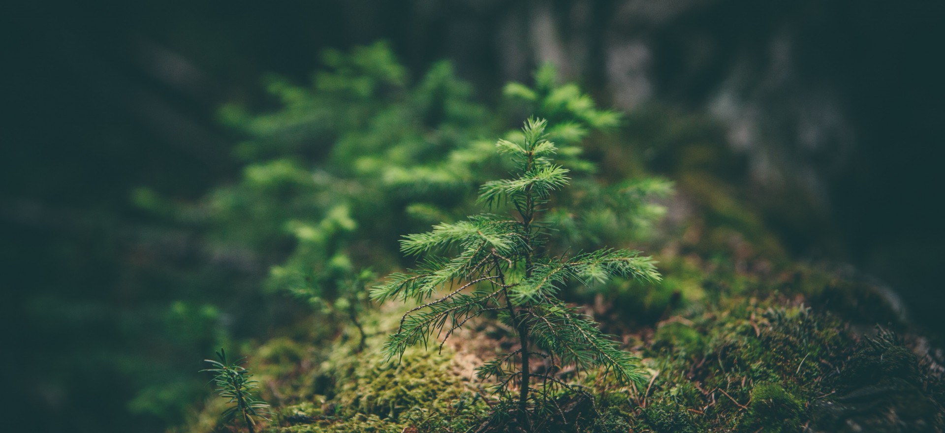 forest
